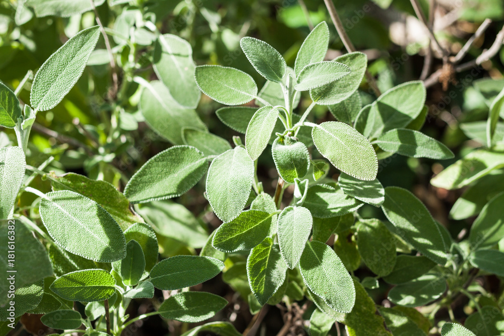 Close-up of salvia officinalis or common sage Close-up of salvia officinalis or common sage