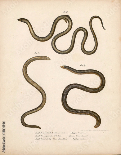 Illustration of a snake.