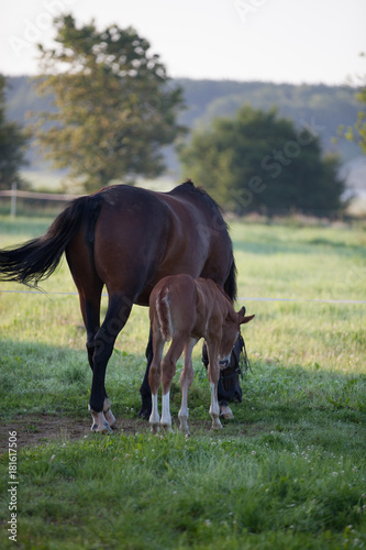 Mare with a foal on the pasture