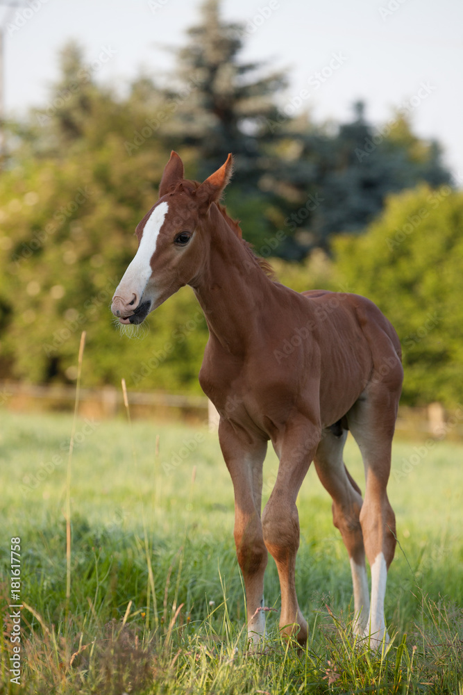 Mare with a foal on the pasture Mare with a foal on the pasture