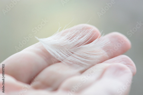 White feather in a hand photo