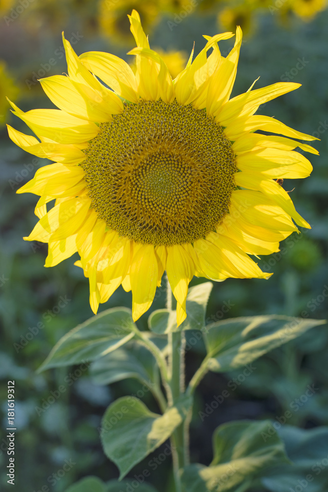 single sunflower with yellow petals in Ukraine single sunflower with yellow petals in Ukraine