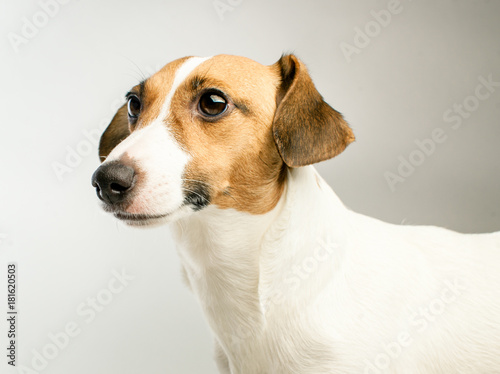 Fototapeta Naklejka Na Ścianę i Meble -  Funny dog