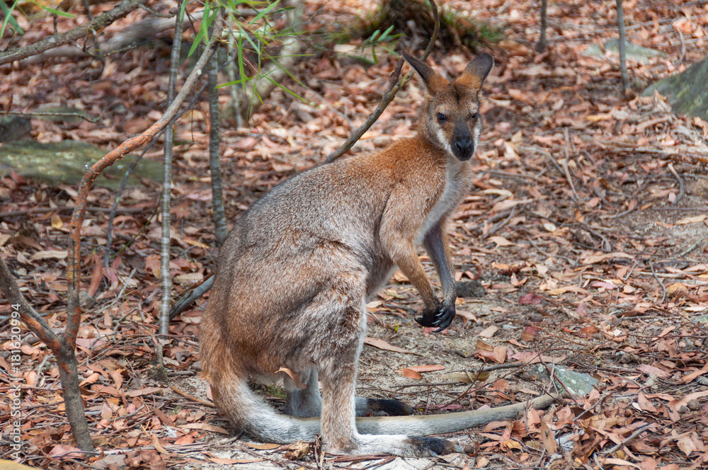 Fototapeta premium Australian wild red-necked wallaby
