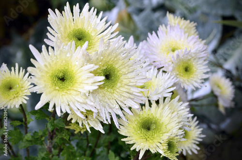 Fotografie Chrysanthemes with water drops.Selective focus