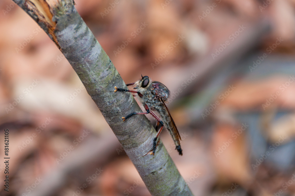 Dragonfly insect larvae close up Dragonfly insect larvae close up