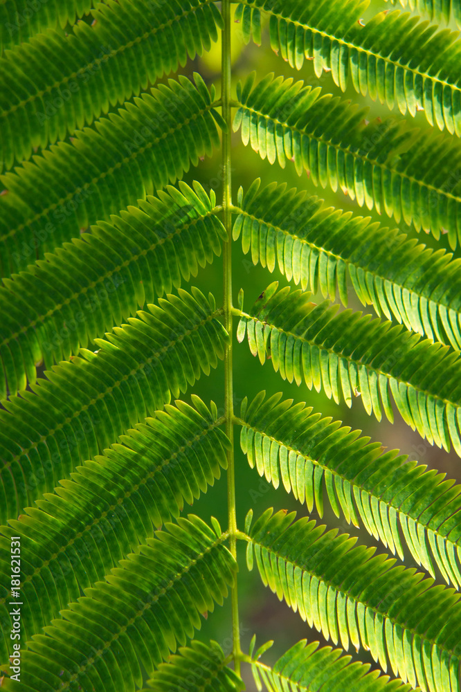 Texture small green leaf background , nature background Texture small green leaf background , nature background
