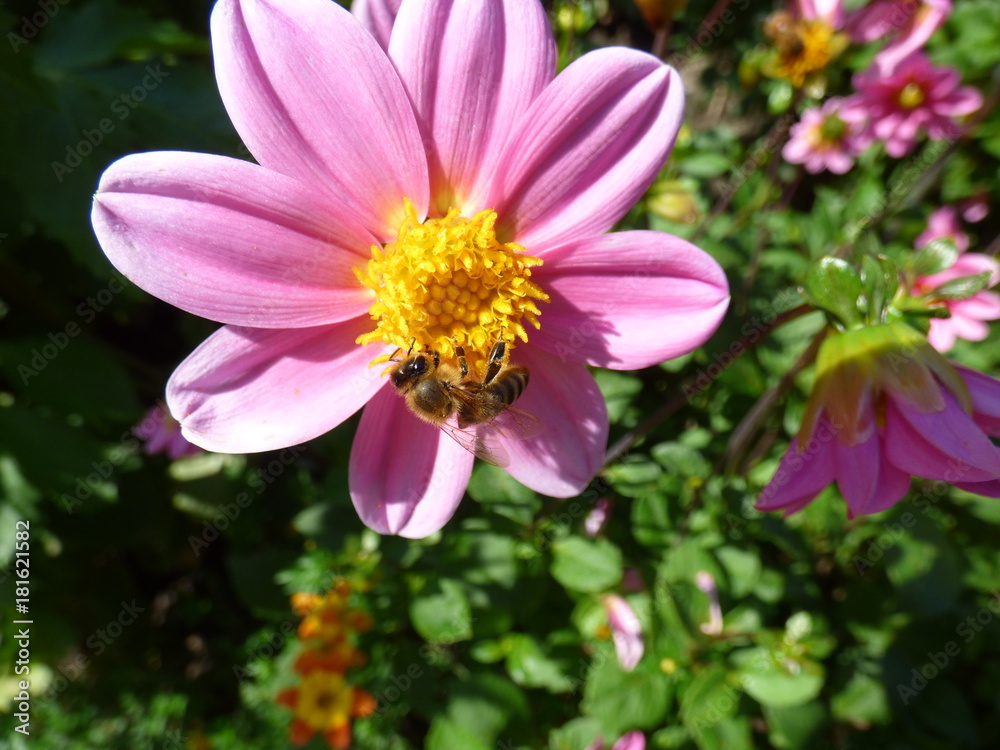 Obraz premium pinke Blüte mit Wespe