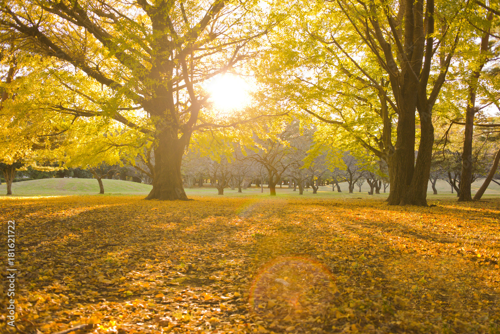Fototapeta premium Winter park zachód słońca