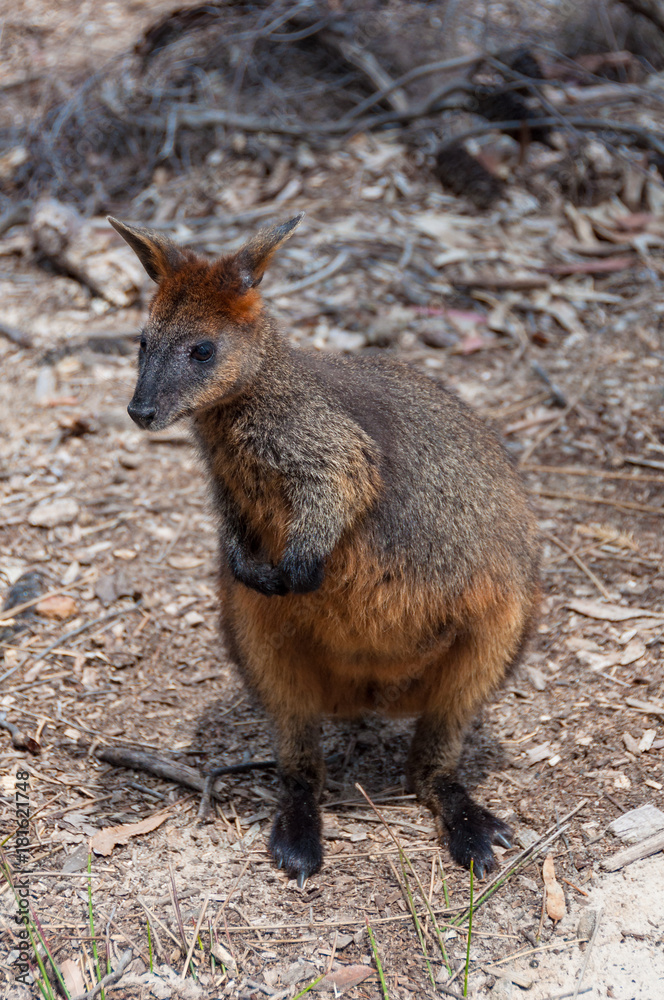 Naklejka premium Australian native swamp wallaby wild animal