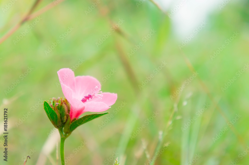 Pink flower plant blooming in the nature garden On a refreshing day Pink flower plant blooming in the nature garden On a refreshing day