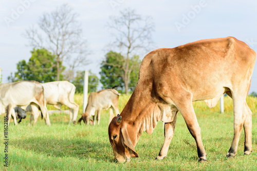 Portrait of cows walking and eating grass in a field