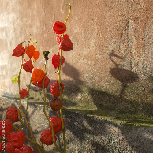 Physalis franchetii in autumn's sun  photo