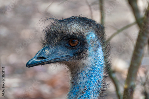 Australian emu bird close up portrait