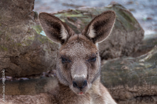 Australian kangaroo animal close up portrait