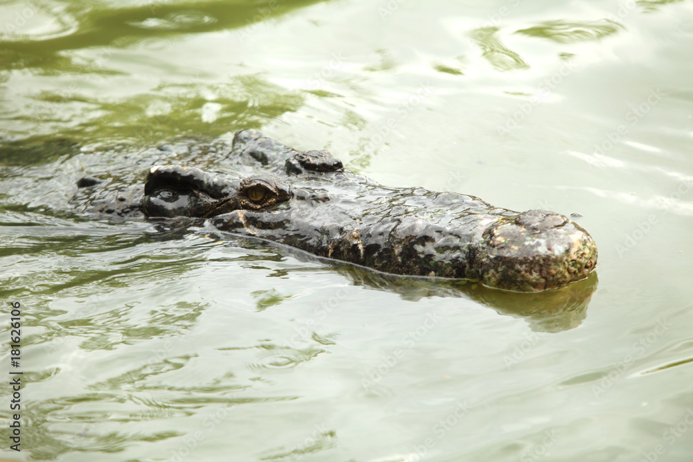 Crocodile in the green swamp swimming and sunbathing Crocodile in the green swamp swimming and sunbathing