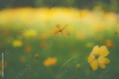 Fototapeta Naklejka Na Ścianę i Meble -  Yellow flower garden / Tropical flowers , film style photography