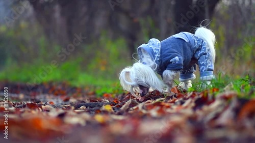 Funny dressed Chinese Crested dog walking in autumn rainy park. Dog lifts up his leg and pee. Slow motion 240 fps. 3840X2160 4K UHD video footage