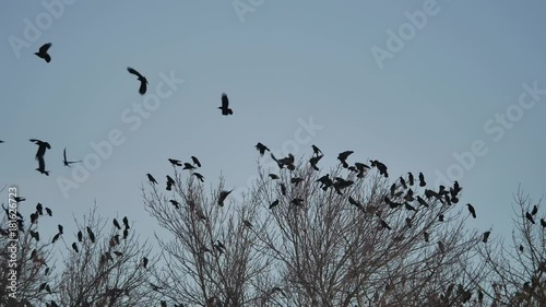 flock of birds taking off from a tree, a flock of crows black bird dry tree