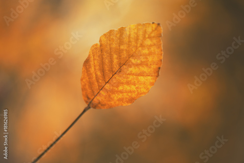 Close up Autumn Leaf background.