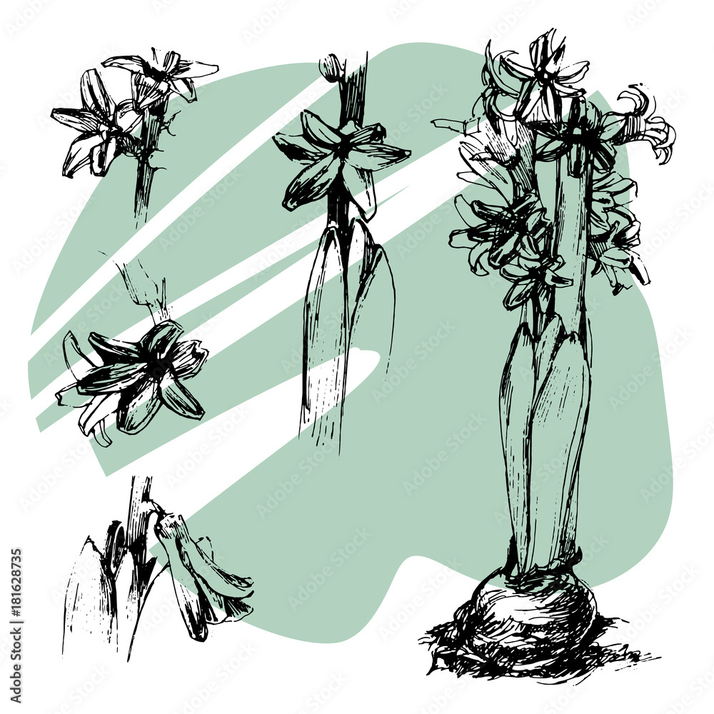Fototapeta Hand drawn set ink illustration of hyacinth, black and white, floral element for your design