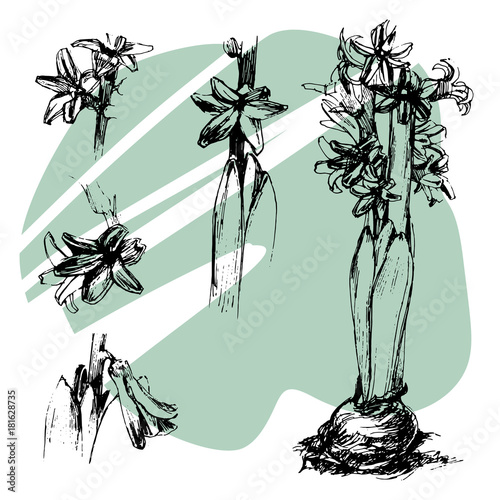 Hand drawn set ink illustration of hyacinth, black and white, floral element for your design