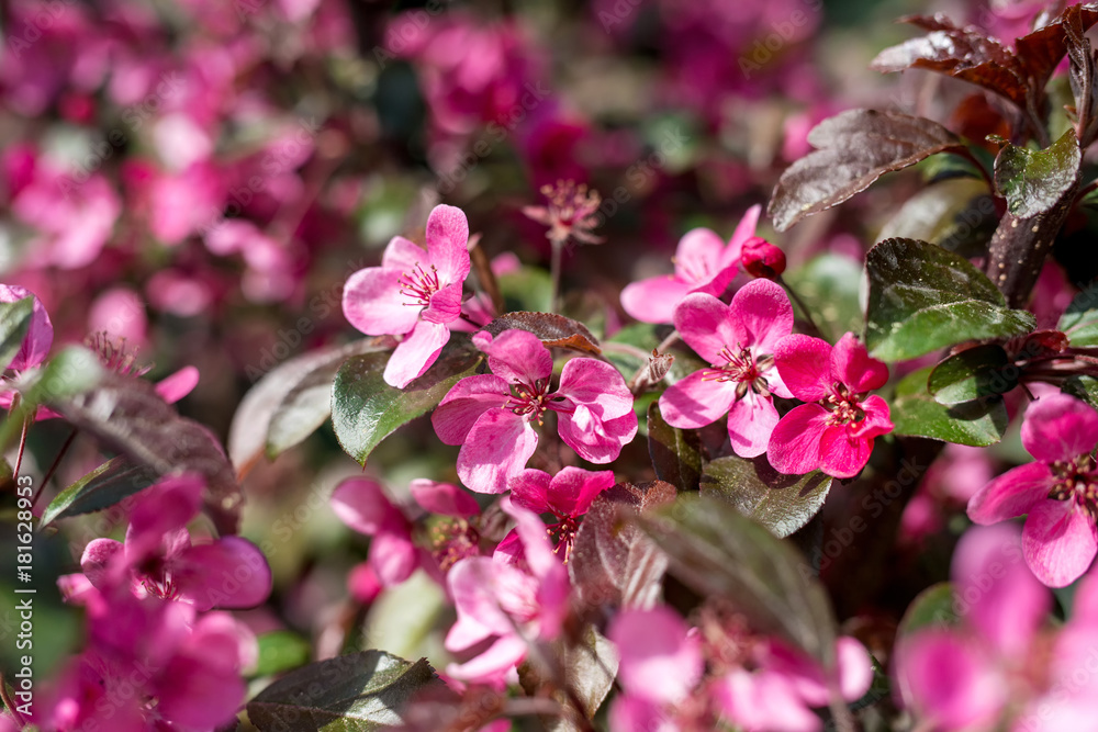 Flowering branches of decorative apple tree - selective focus Flowering branches of decorative apple tree - selective focus
