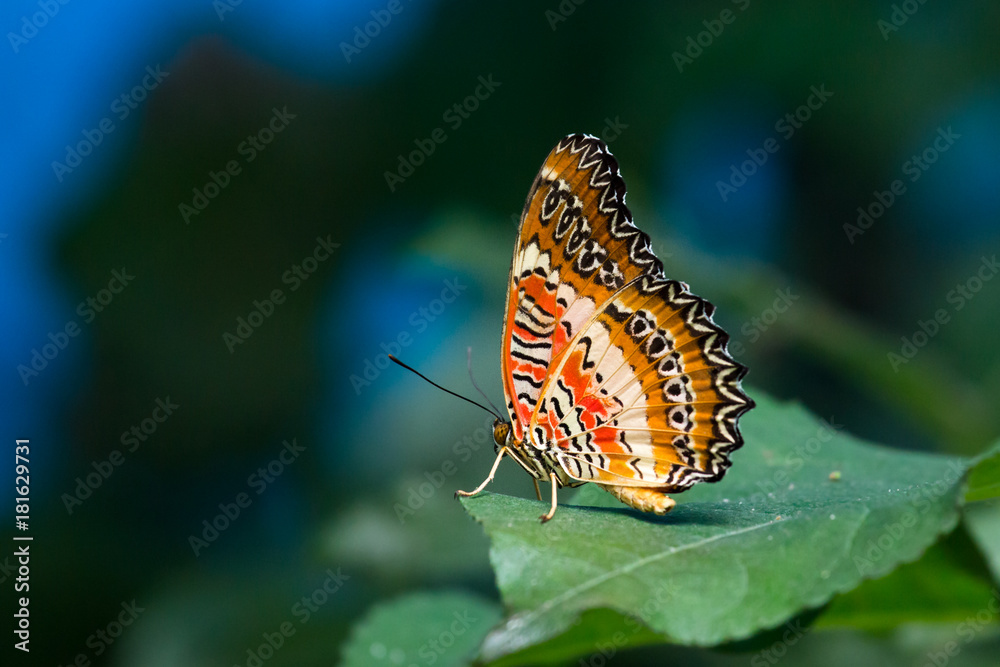 Butterfly close up detail