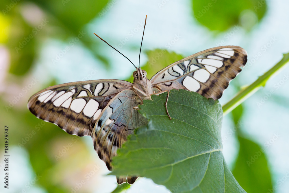 Butterfly close up detail
