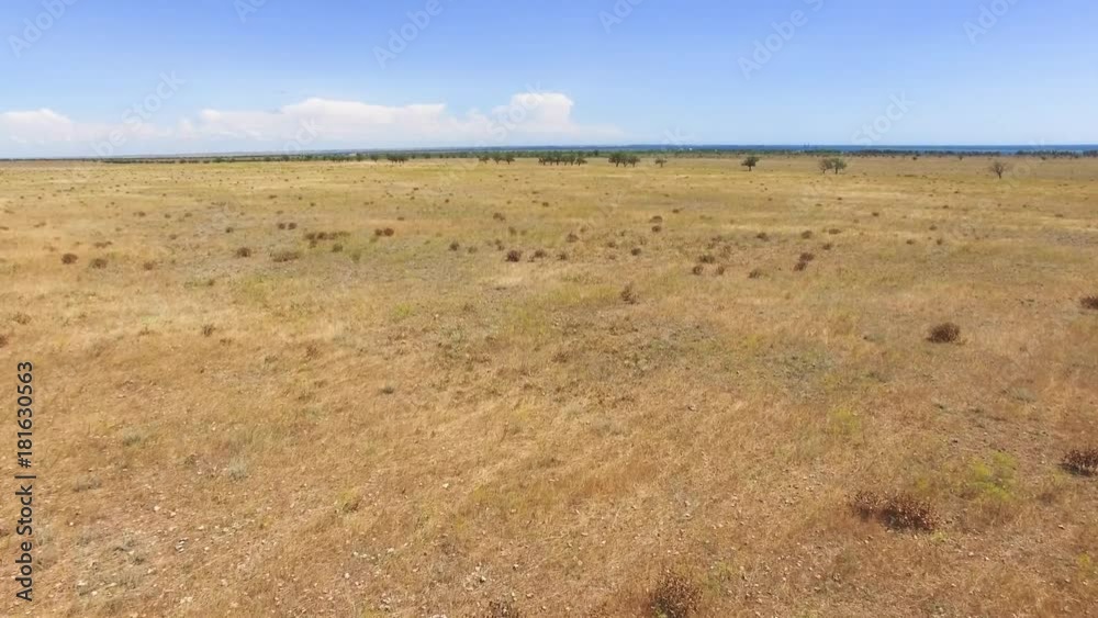 AERIAL: Flight over steppe with dry plants / Landscape of steppe with dry plants on blue sky background, aerial view, drone point of view AERIAL: Flight over steppe with dry plants / Landscape of steppe with dry plants on blue sky background, aerial view, drone point of view