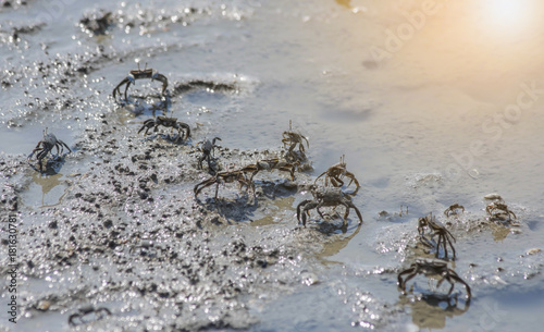 Sand Fiddler Crabs (Uca pugilator) photo