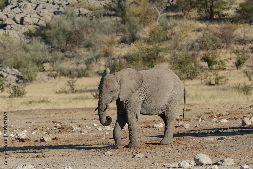Obraz premium Elephant in Namibia