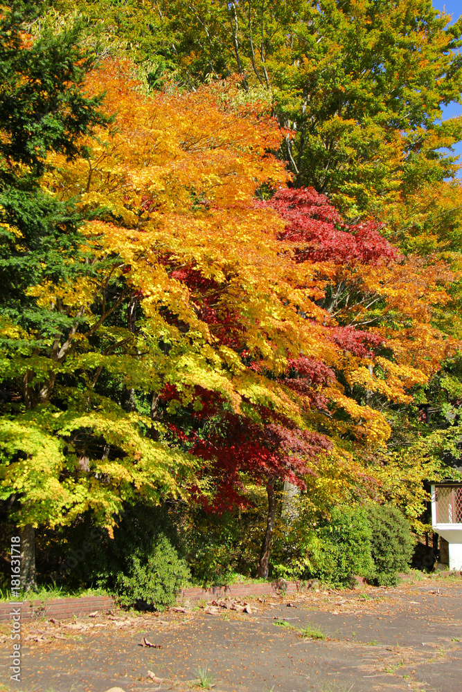 Maple leaf , Maple leaves, discolored leaves. Maple leaf , Maple leaves, discolored leaves.
