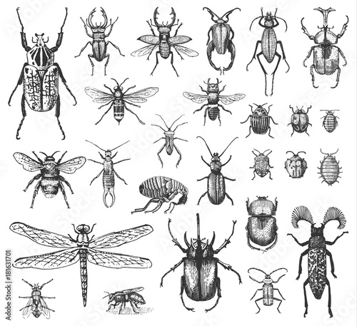 big set of insects bugs beetles and bees many species in vintage old hand drawn style engraved illustration woodcut. © artbalitskiy