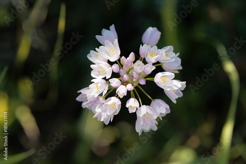 Rosy Garlic  Allium roseum 
