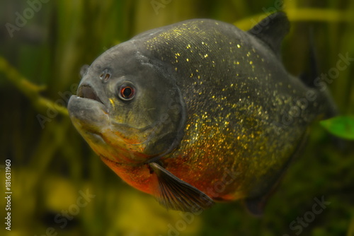 Roter Piranha