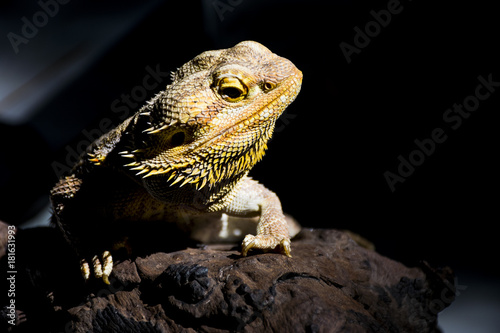 Close-up Head of Reptile  Young gold Iguana isolated on black background.