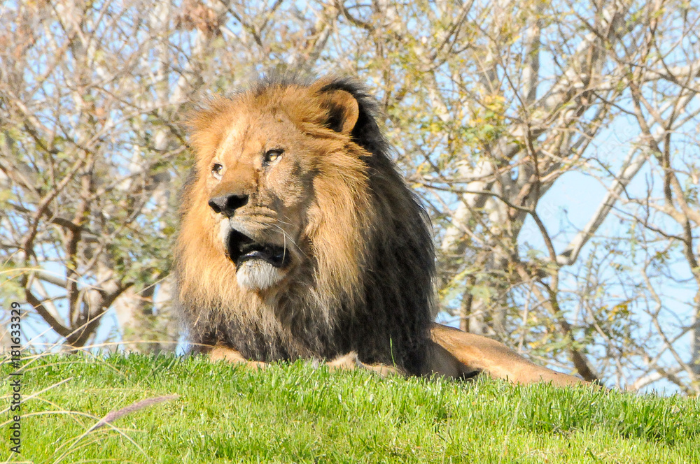 Obraz premium Close up Lion