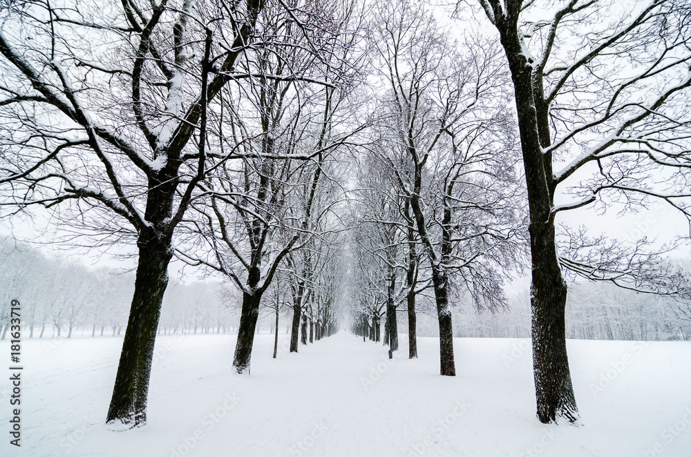 Tree alignment in Vigeland Park Oslo. Snow covered. Inspiration disenig