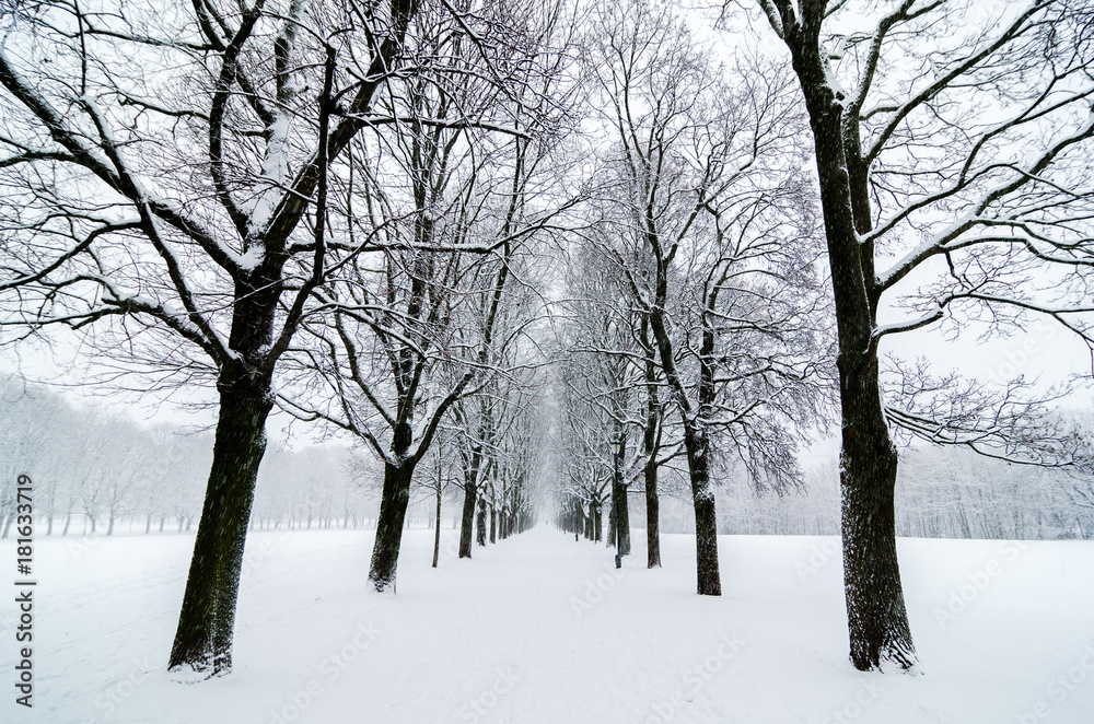 Tree alignment in Vigeland Park Oslo. Snow covered. Inspiration disenig Tree alignment in Vigeland Park Oslo. Snow covered. Inspiration disenig
