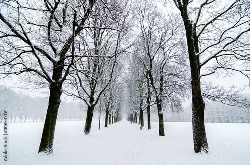 Tree alignment in Vigeland Park Oslo. Snow covered. Inspiration disenig