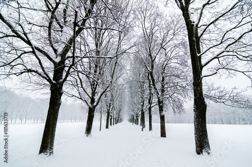 Wallpaper Mural Tree alignment in Vigeland Park Oslo. Snow covered. Inspiration disenig Torontodigital.ca