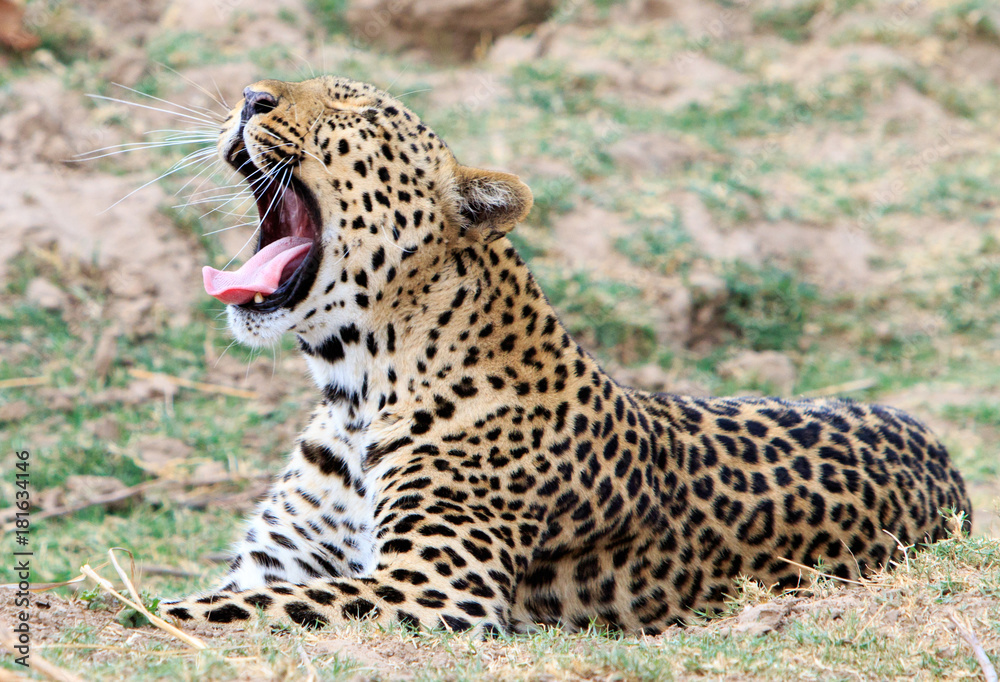 Obraz premium Leopard laying on the african plains yawning with large canine teeth and whiskers clearly visible. South Luangwa, Zambia