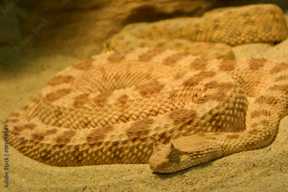 Obraz premium Afrikanische Hornviper