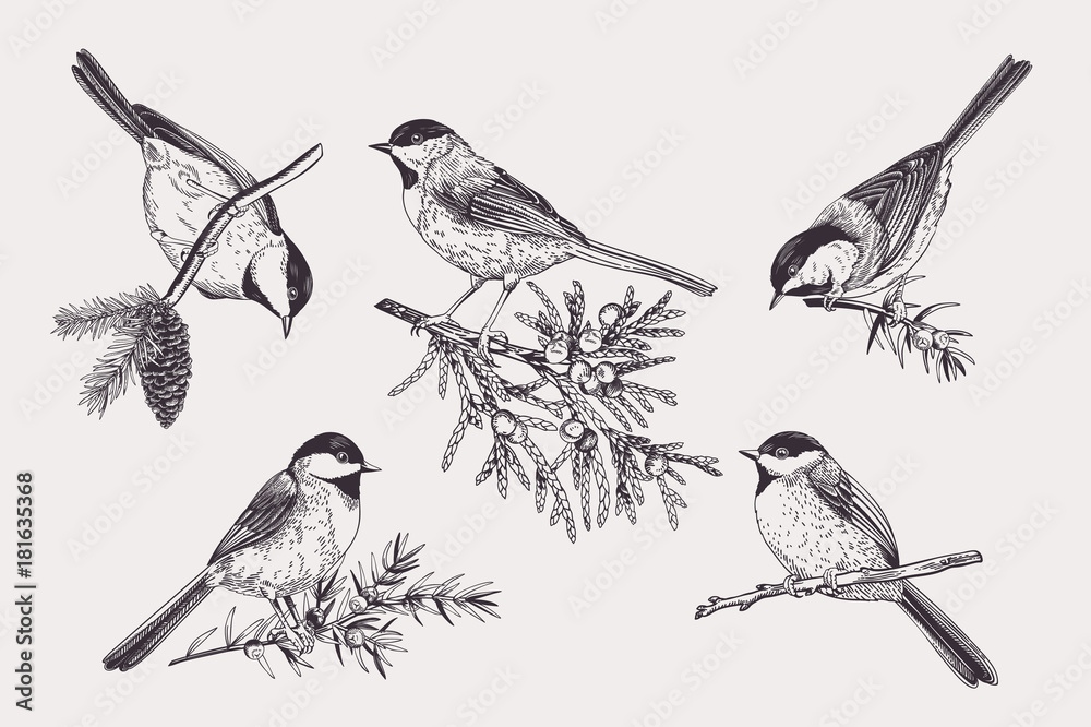 Set of birds.
