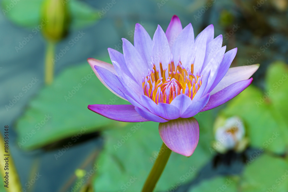 Lotus flower Lotus flower