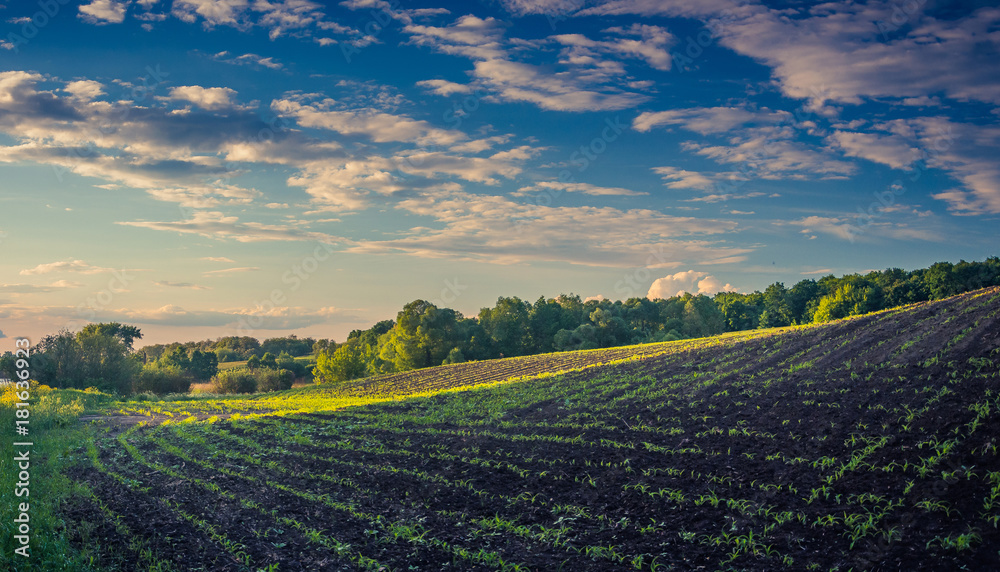 Summer landscape