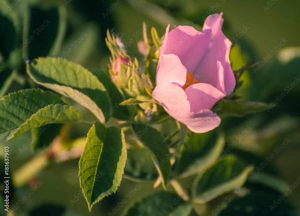 Wild rose Wild rose