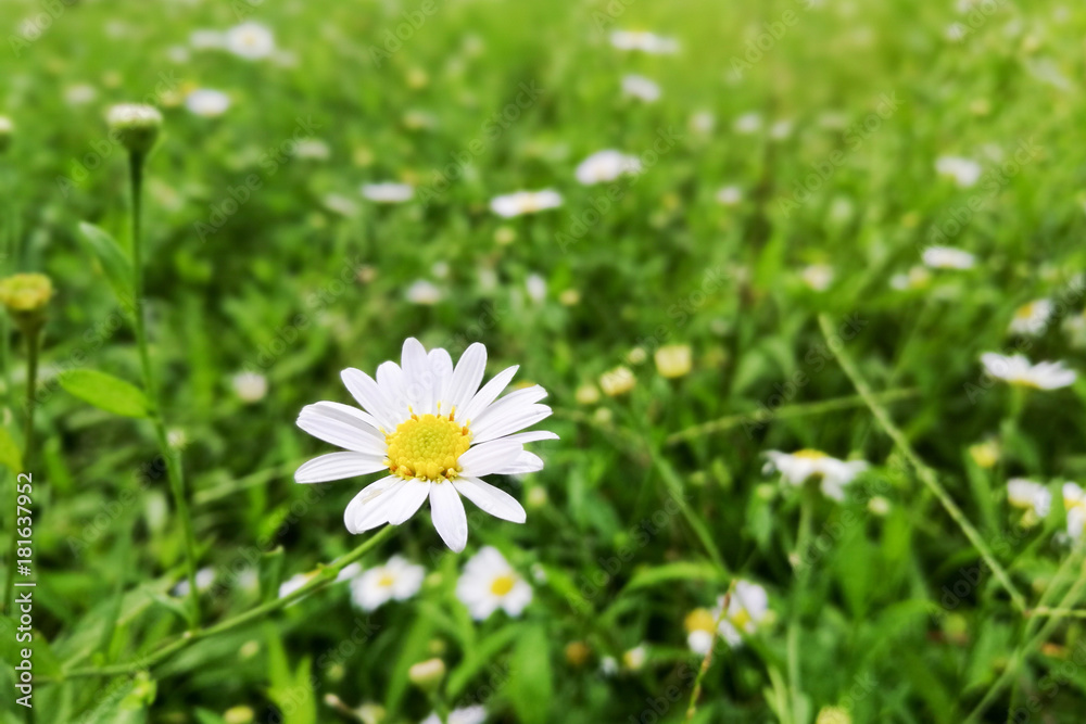 daisy flower with green grass background daisy flower with green grass background