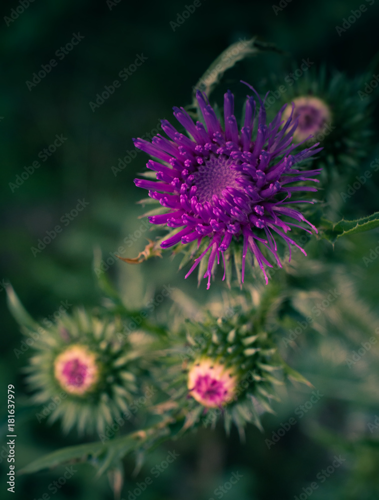 Wild flowers Wild flowers